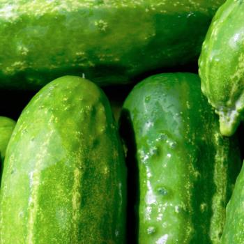 Pickles, Cucumbers & Gherkins